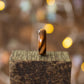 Side view of striped ash wood ring showing smooth curved shape and distinct wood tone separation.